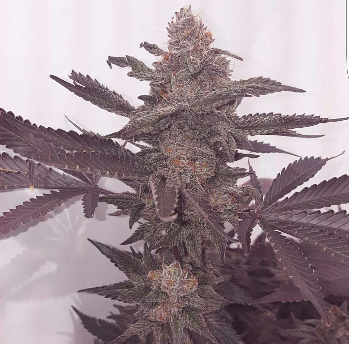 Chocolate Mint OG Strain Info / Chocolate Mint OG Weed By Humboldt Seed