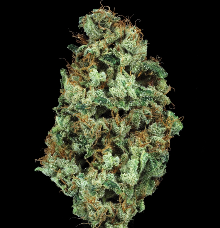 electric lemon electric lemon