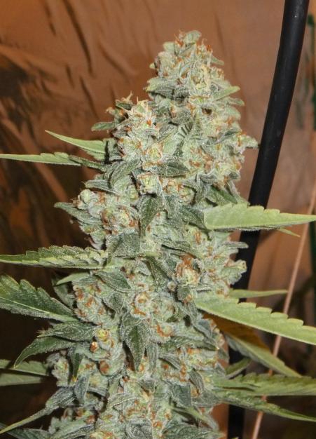 Jedi Kush The Cali Connection Strain Info Growdiaries