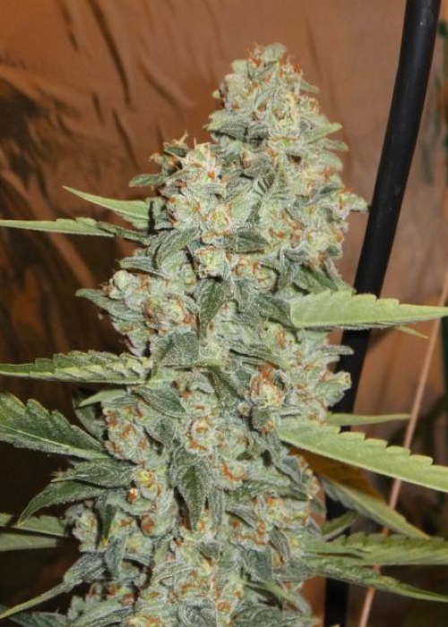 Jedi Kush The Cali Connection Strain Info Growdiaries