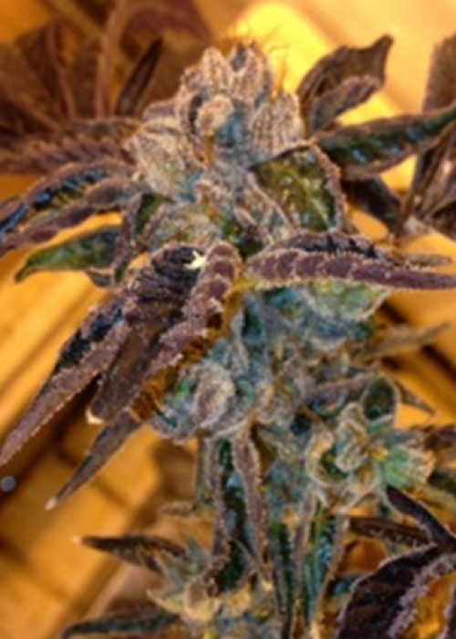 LA Cookies Strain Info / LA Cookies Weed By The Cali Connection