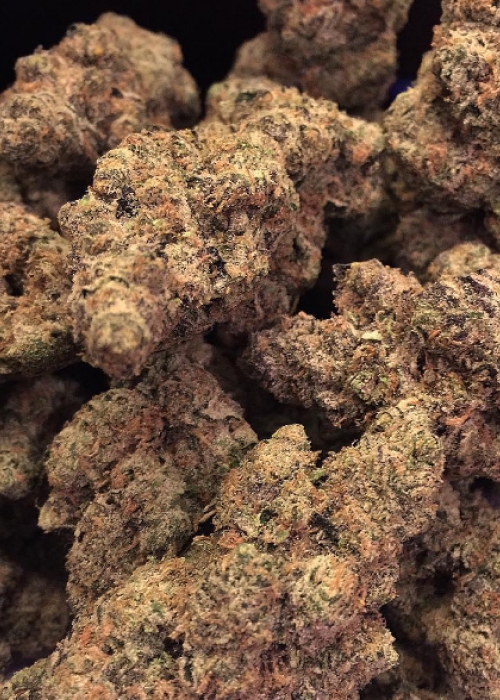 Tropic Truffle / Exotic strain info GrowDiaries