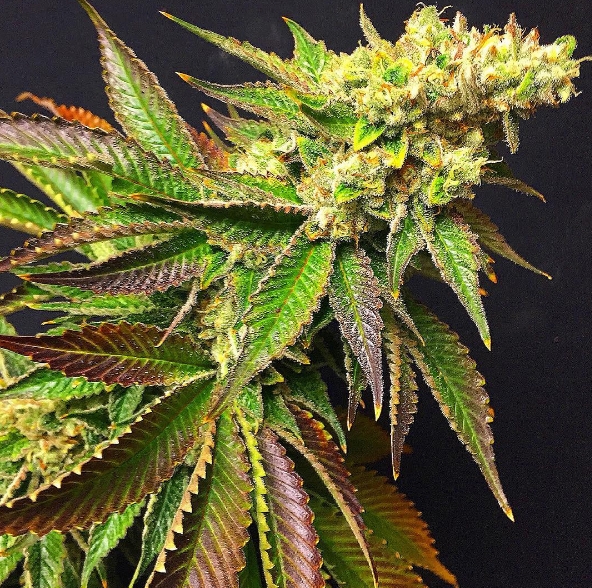 Lemon Meringue Strain Info / Lemon Meringue Weed By Exotic