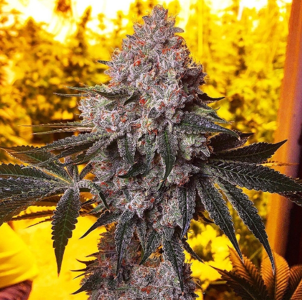 Trap Star Strain Info / Trap Star Weed By Exotic GrowDiaries