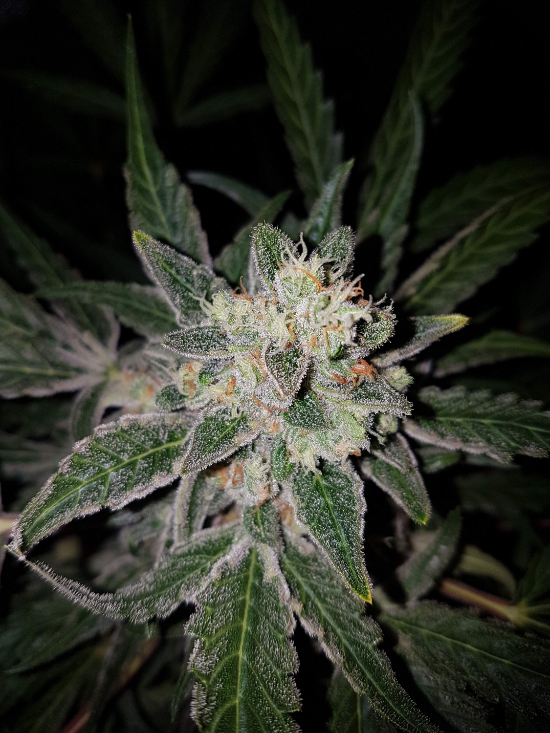 Amnesia auto fem описание