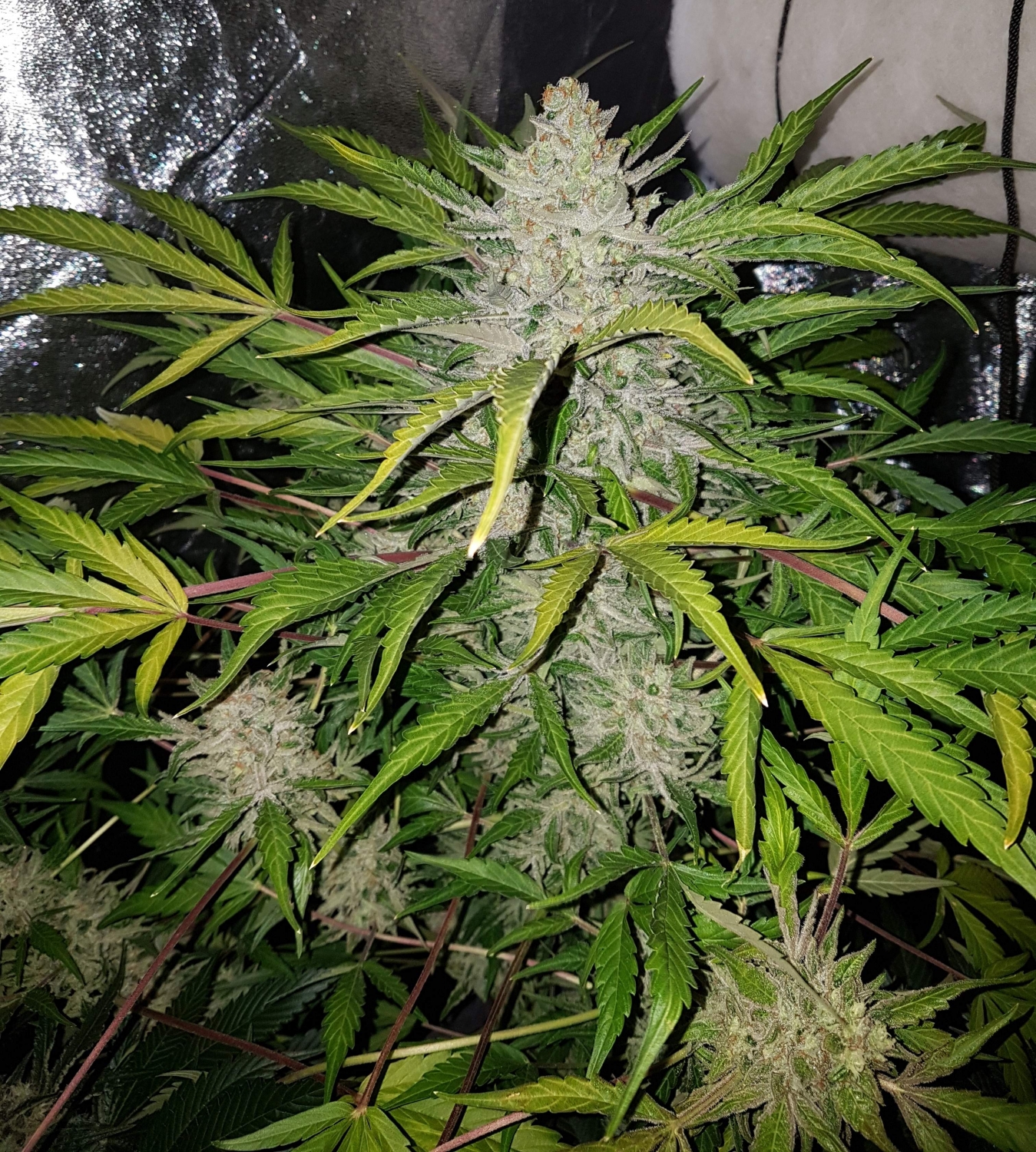 Sweet amnesia haze xl auto описание