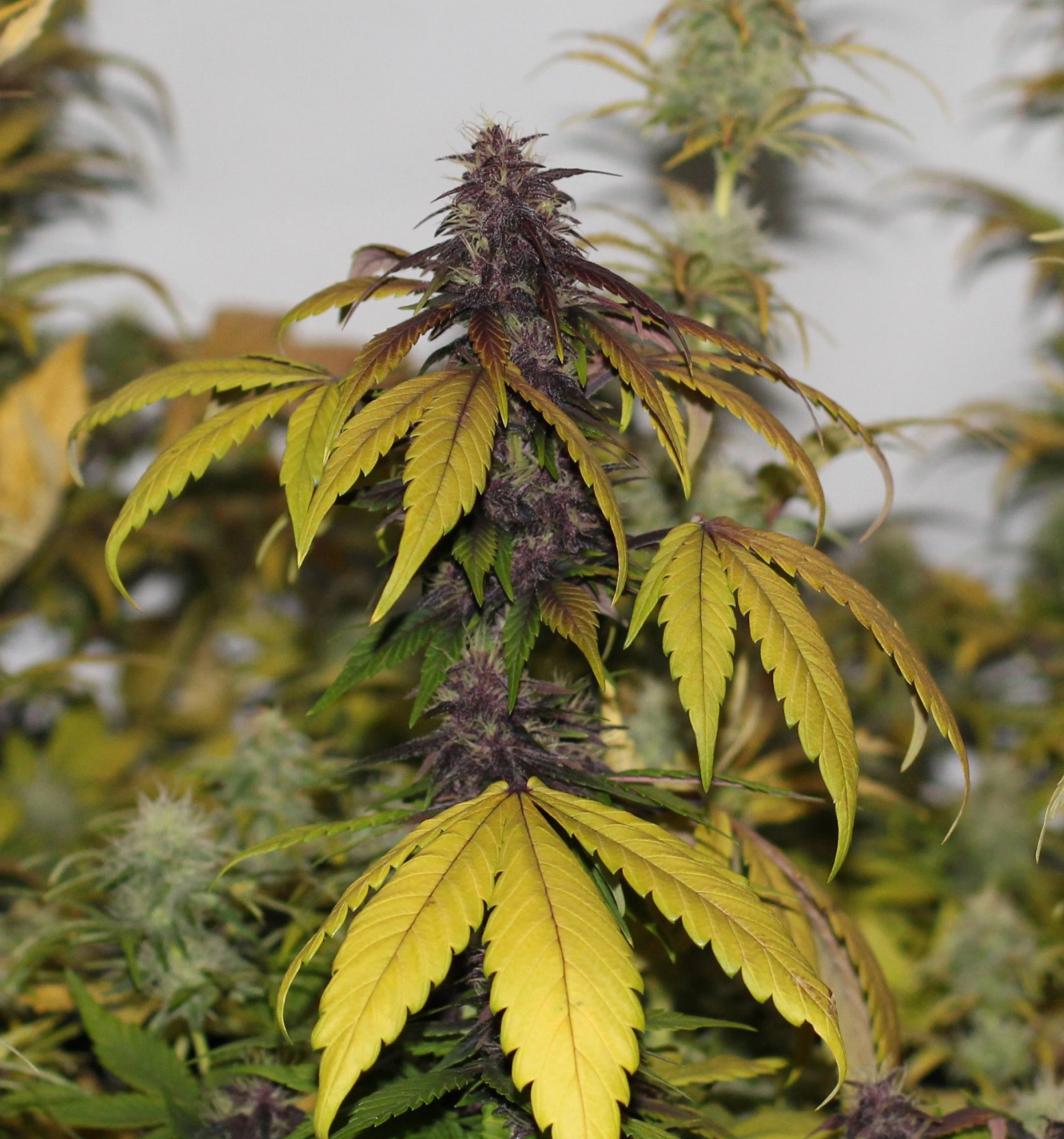 Dark Purple Auto is the result of the crossing between the powerful OG Kush...