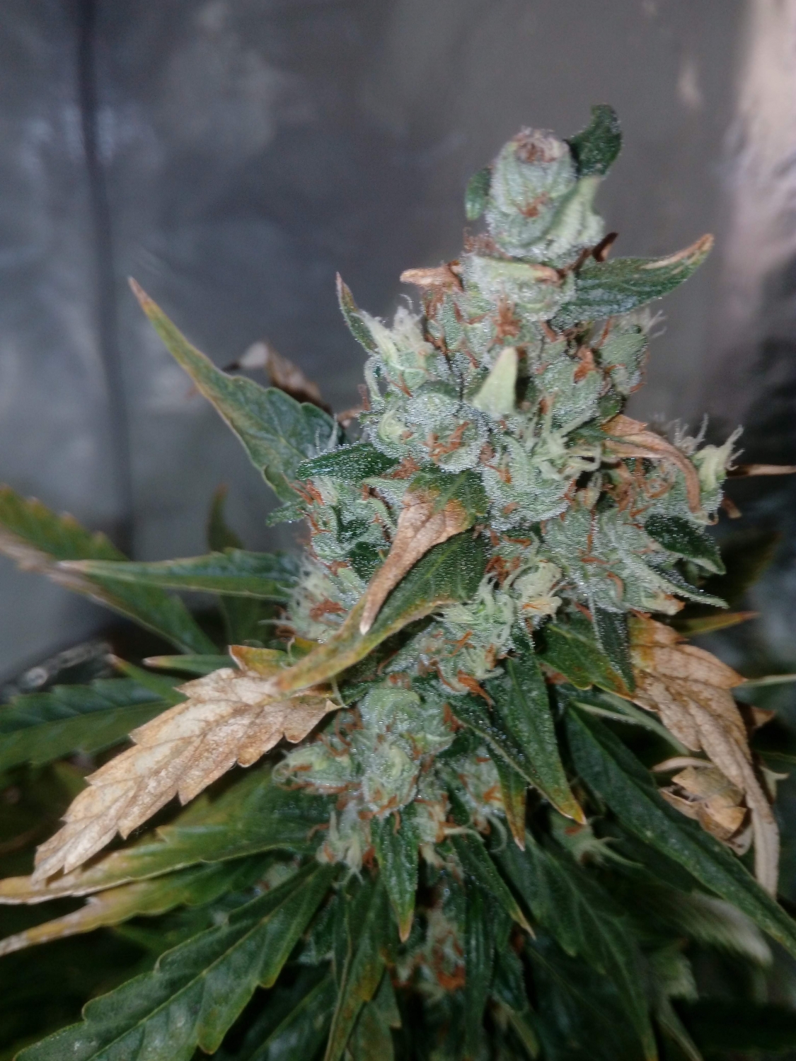 Critical Neville Haze Auto / Delicious Seeds strain info ...