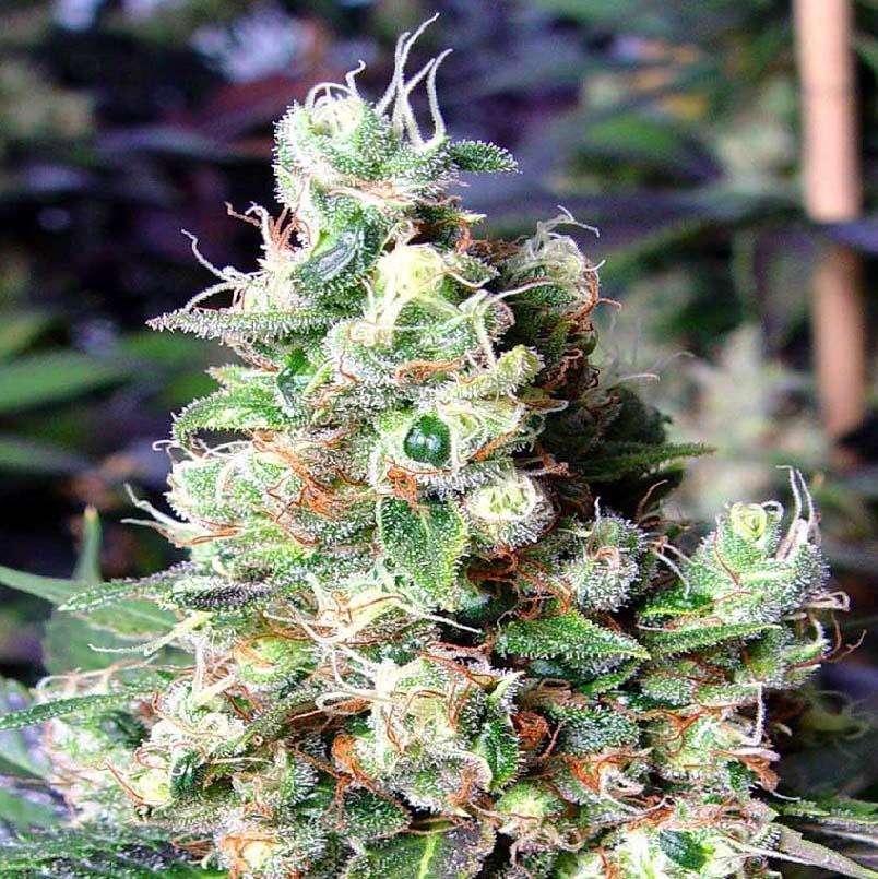 auto-spanish-diesel-strain-info-auto-spanish-diesel-weed-by-short