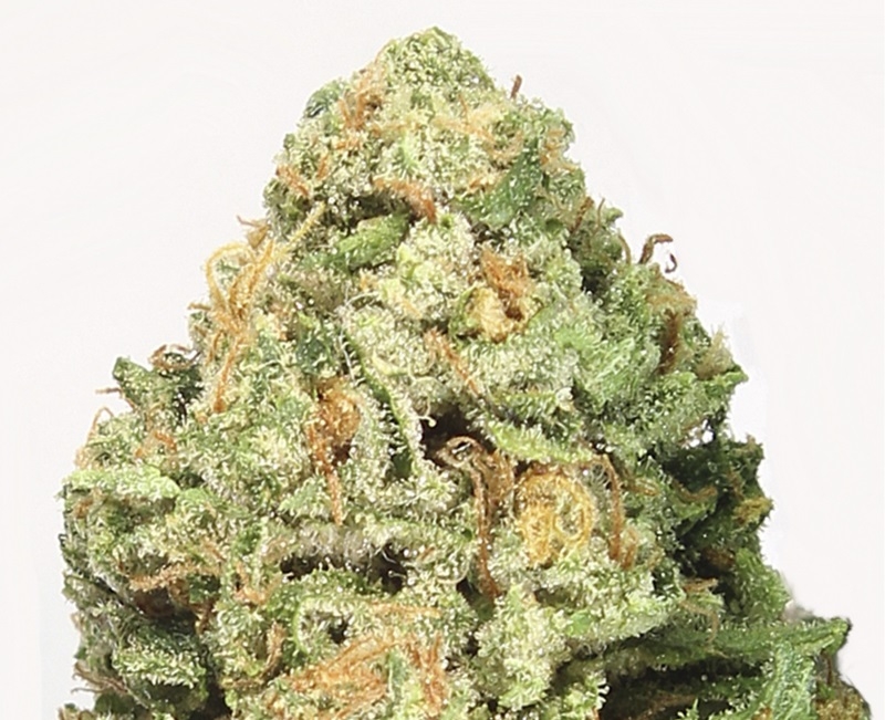 Fruit Punch Strain Info / Fruit Punch Weed By Heavyweight Seeds
