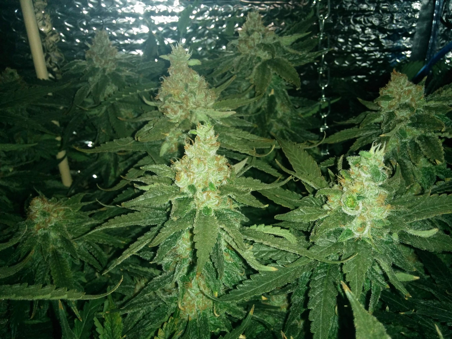 Fruit Punch Strain Info / Fruit Punch Weed By Heavyweight Seeds