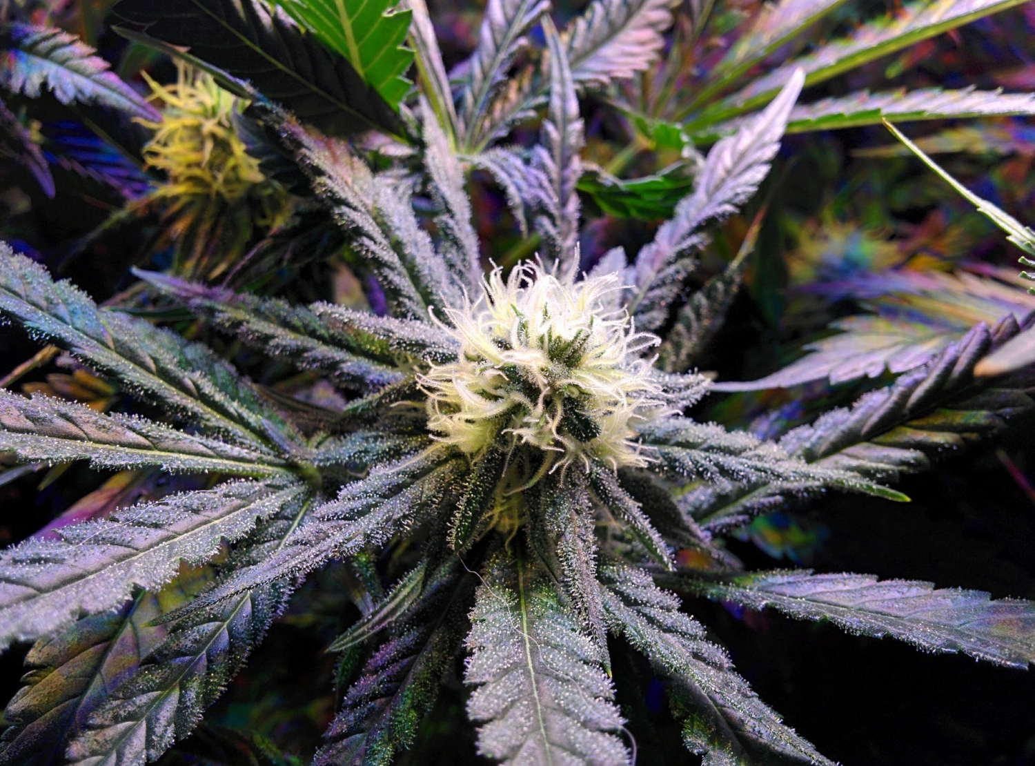 Fruit Punch / Heavyweight Seeds strain info - GrowDiaries