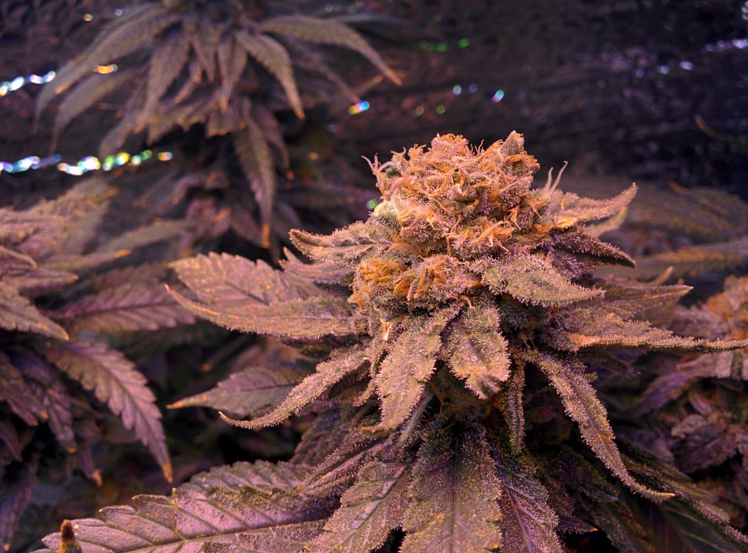 Fruit Punch / Heavyweight Seeds strain info - GrowDiaries