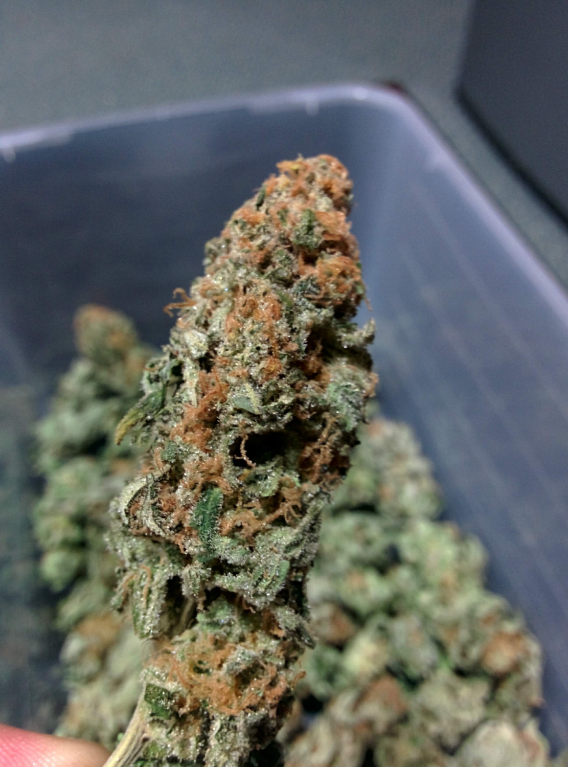 Fruit Punch Strain Info / Fruit Punch Weed By Heavyweight Seeds GrowDiaries