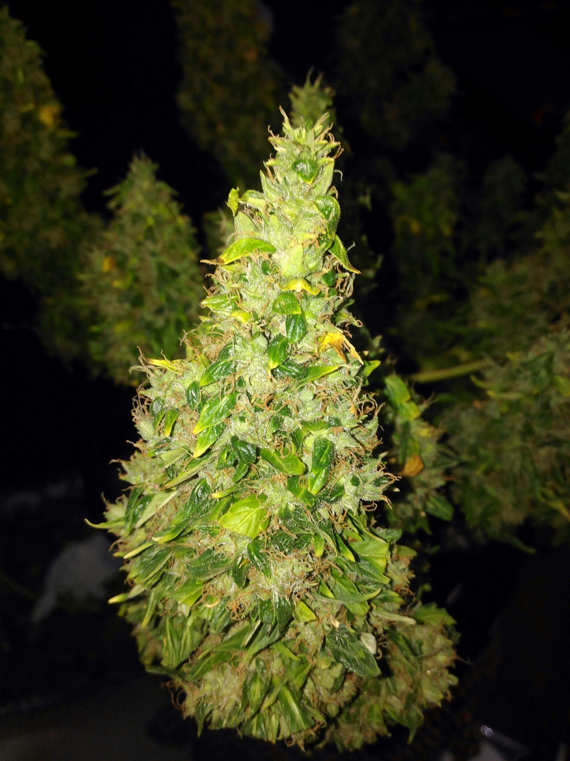 Fruit Punch Auto Strain Info / Fruit Punch Auto Weed By Heavyweight Seeds GrowDiaries