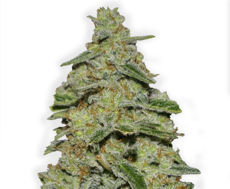 Lemon Cheesecake Strain Info / Lemon Cheesecake Weed By Heavyweight