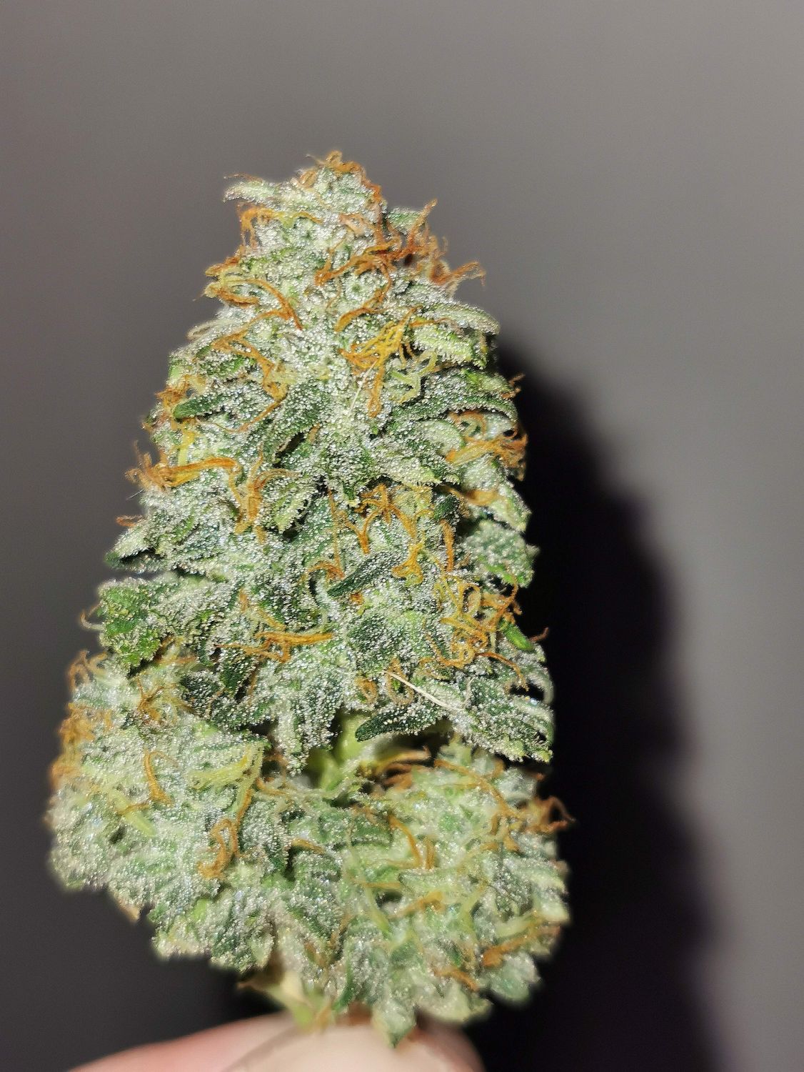 Strawberry Cheesecake Strain Info / Strawberry Cheesecake Weed By