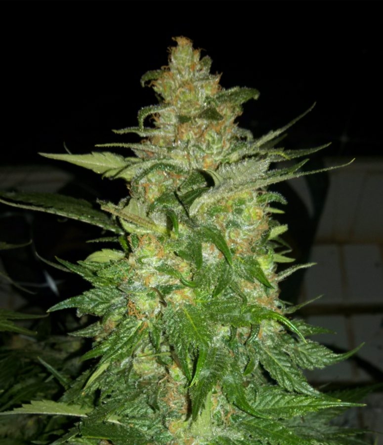 Romulan Grapefruit Strain Info / Romulan Grapefruit Weed By Dark Heart