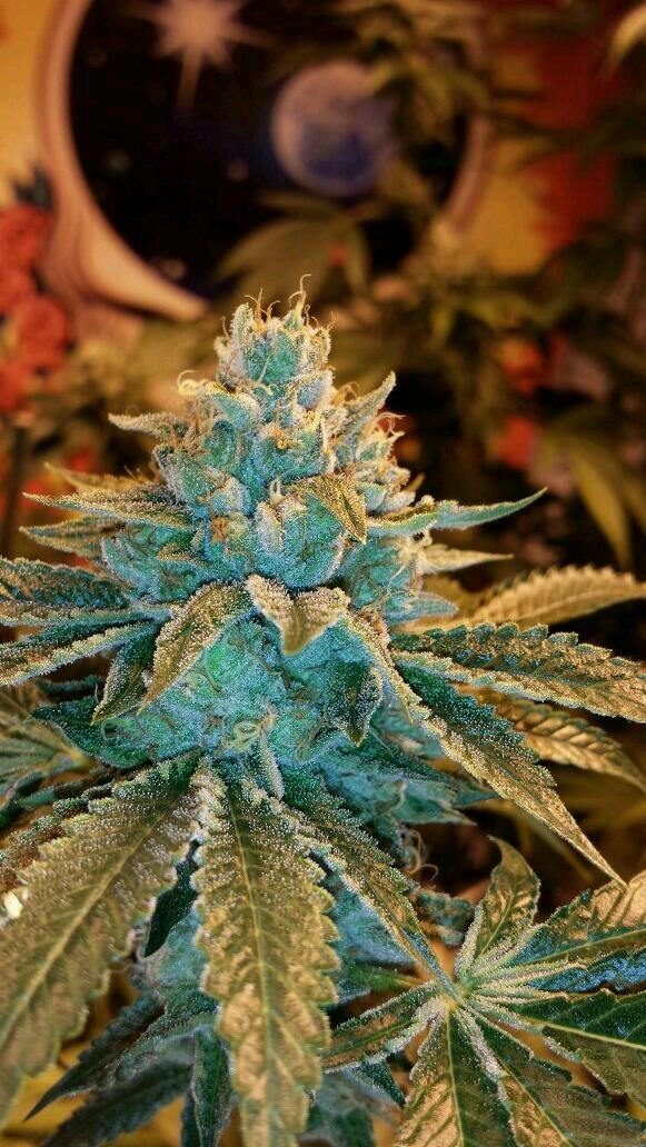 SFV OG Strain Info / SFV OG Weed By Dark Heart Nursery GrowDiaries