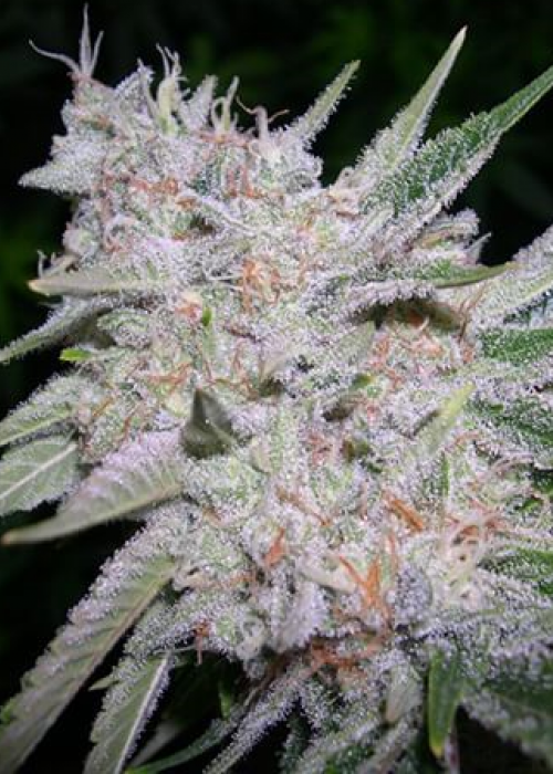 Grape Punch Strain Info / Grape Punch Weed By B.O.G. Seeds GrowDiaries