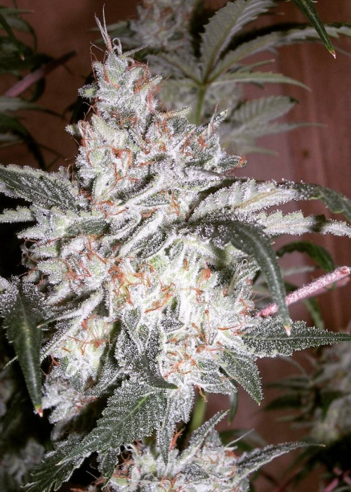 Sour Grape / B.O.G. Seeds strain info - GrowDiaries