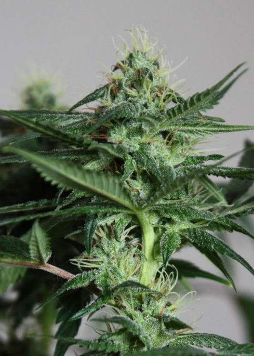 Cheese Dog Haze / Connoisseur strain info GrowDiaries