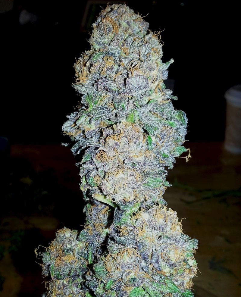 God's Gift Strain Info / God's Gift Weed By BC Bud Depot - GrowDiaries
