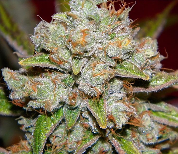 Star Killer OG Strain Info / Star Killer OG Weed By Rare Dankness