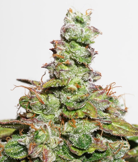CBD Auto Compassion Lime