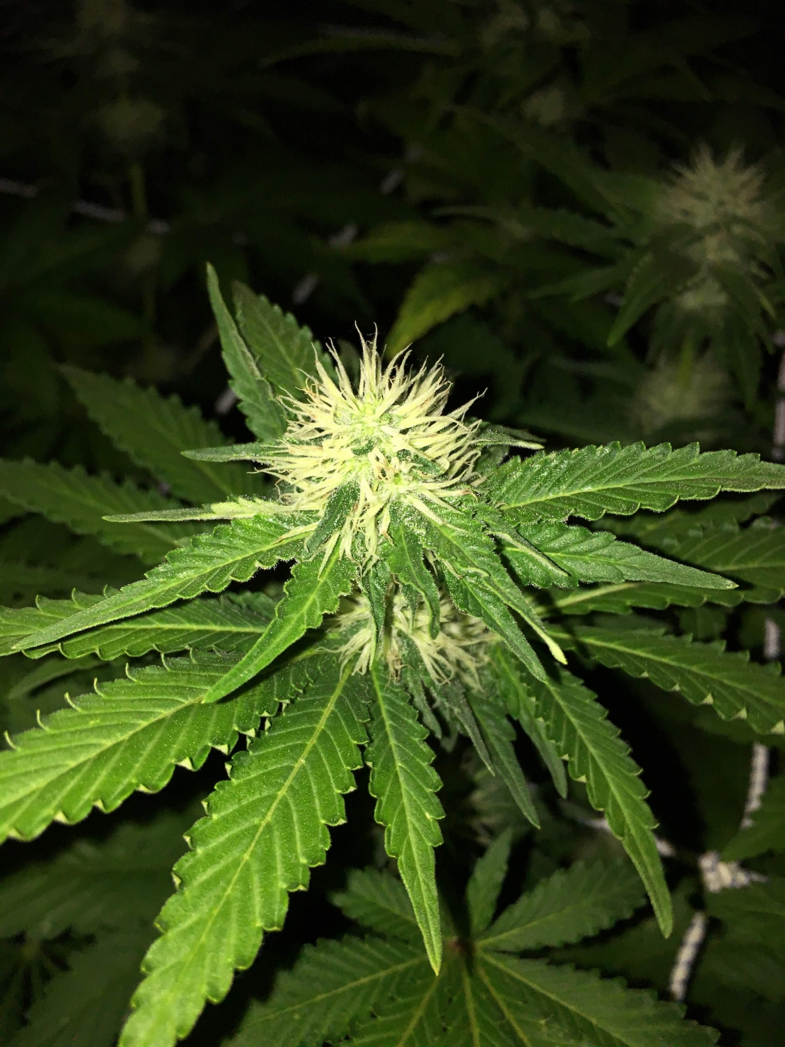 Royal AK – AK 47 Strain Cannabis Seeds - Royal Queen Seeds