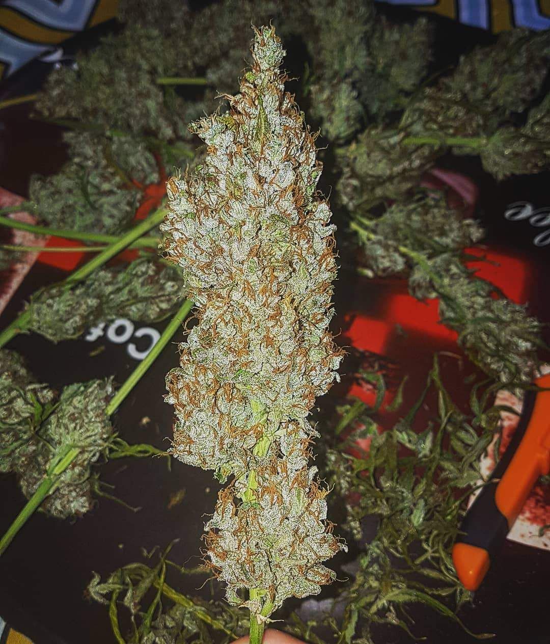 Amnesia haze описание