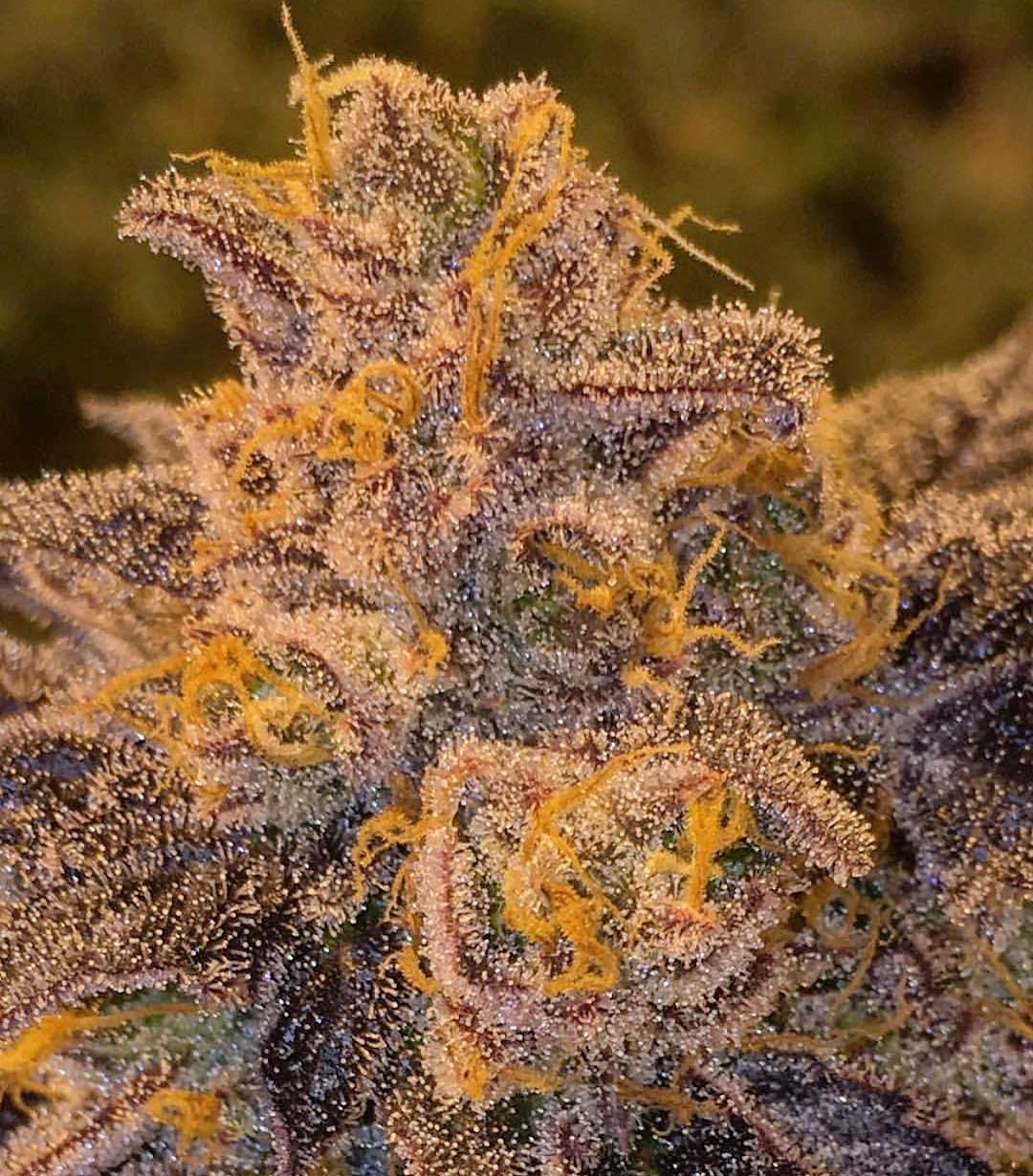 floruit-strain-info-floruit-weed-by-gage-green-growdiaries