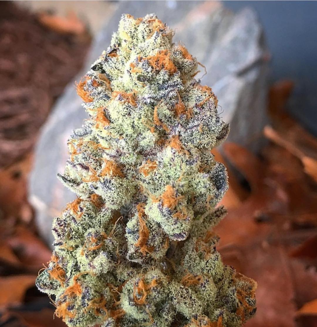 high-school-sweetheart-strain-info-high-school-sweetheart-weed-by