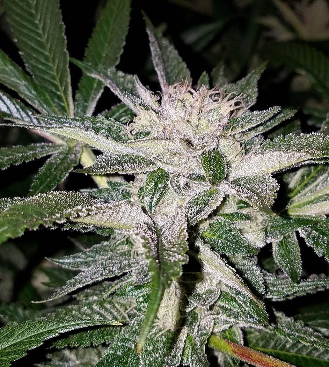 Paragon Strain Info / Paragon Weed By Gage Green GrowDiaries