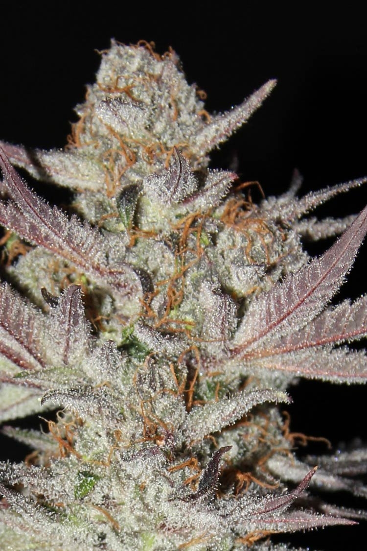 Dingleberry Kush (South Bay Genetics) :: Cannabis Strain Info