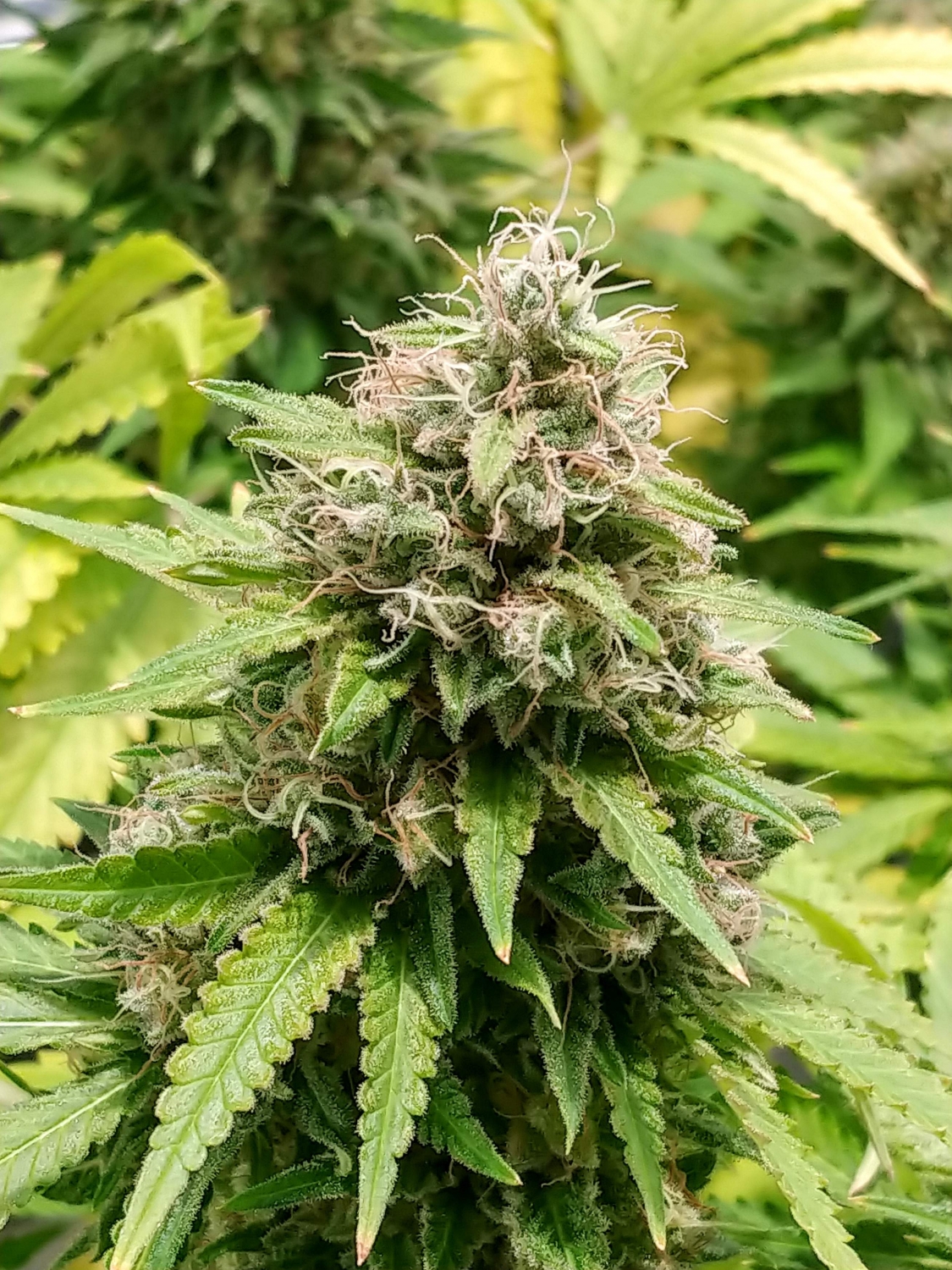 Purple Trainwreck Marijuana Strain Review And Pictures - The Weed Blog