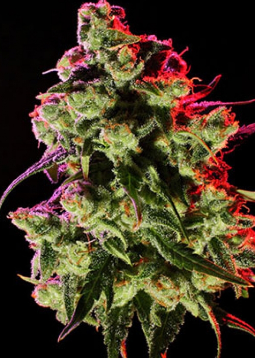 Skywalker Grand Daddy Purp Strain Info Growdiaries