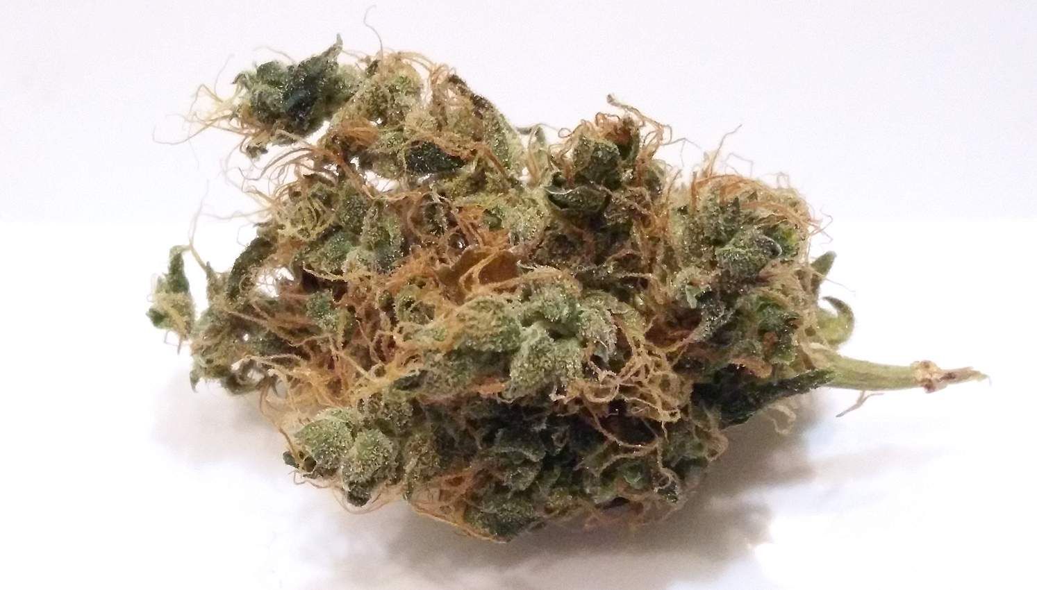 Blueberry Cheese Strain Info / Blueberry Cheese Weed By Zambeza