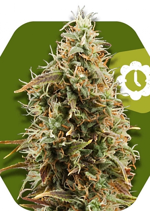 Green AK XL - Strain Information - CannaConnection