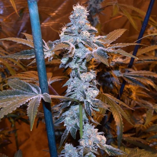 Candyland Seeds Review