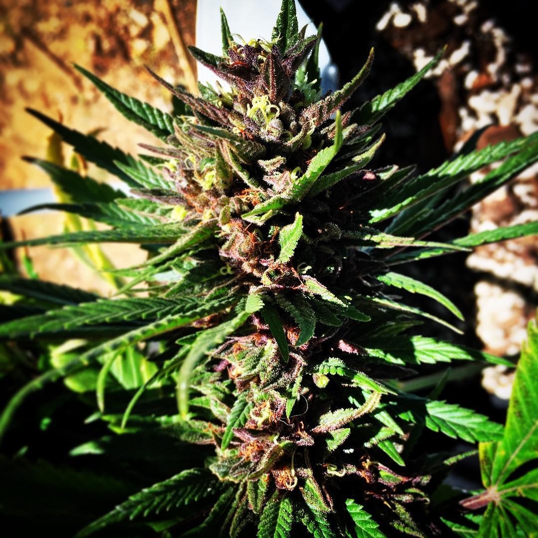 Cocoa OG Strain Info / Cocoa OG Weed By Grand Daddy Purp GrowDiaries