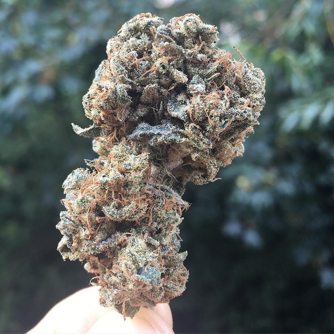 Phantom Cookies / Grand Daddy Purp strain info - GrowDiaries