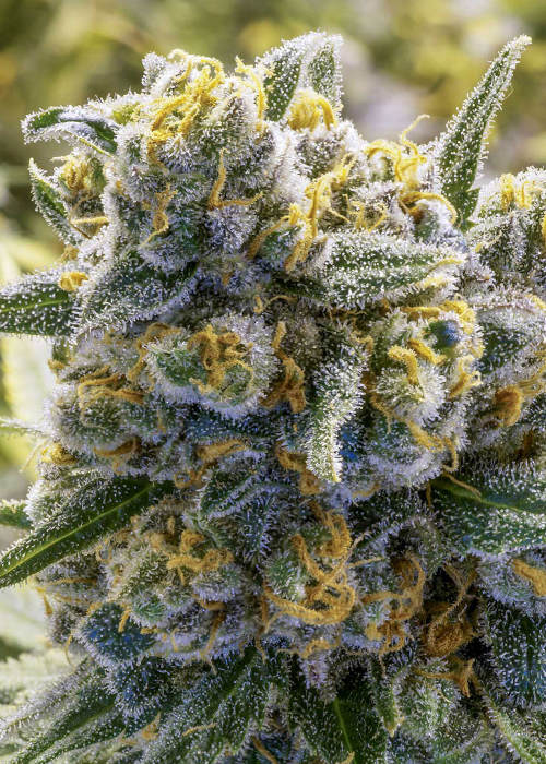 Anesia Seeds strains rating GrowDiaries