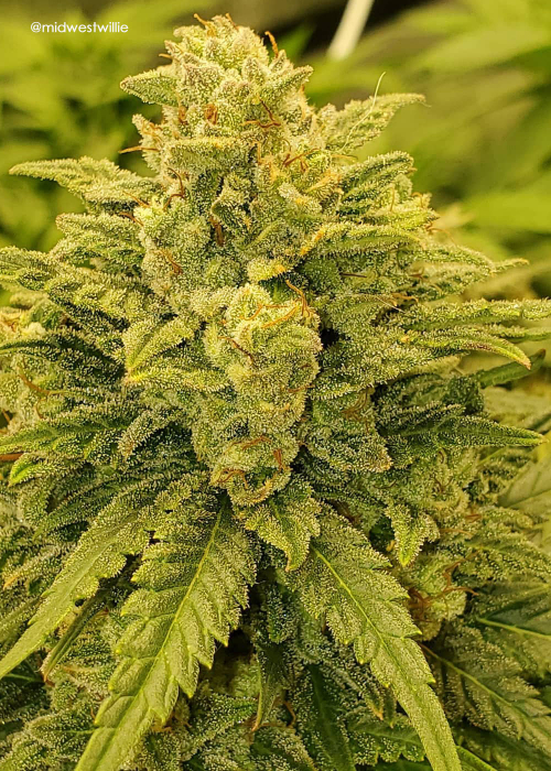 Anesia Seeds breeder. Seed bank info GrowDiaries