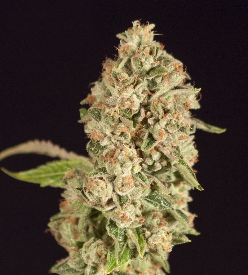 Raspberry Waffles Strain Info / Raspberry Waffles Weed By The Devils