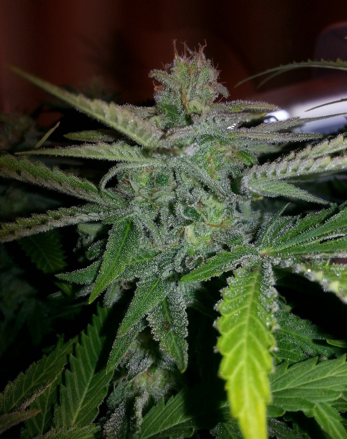 Blue Moonshine Strain Info / Blue Moonshine Weed By DJ Short GrowDiaries