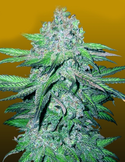 Trainwreck sativa strain - StrainRx