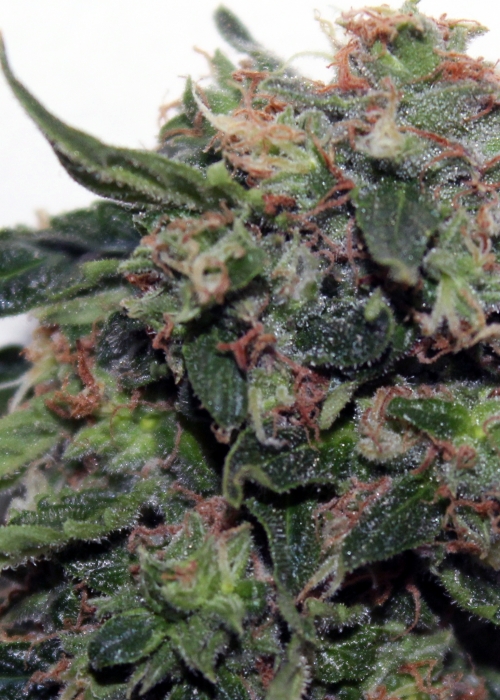 Moonstone Strain Info / Moonstone Weed By Autoflower Portal GrowDiaries