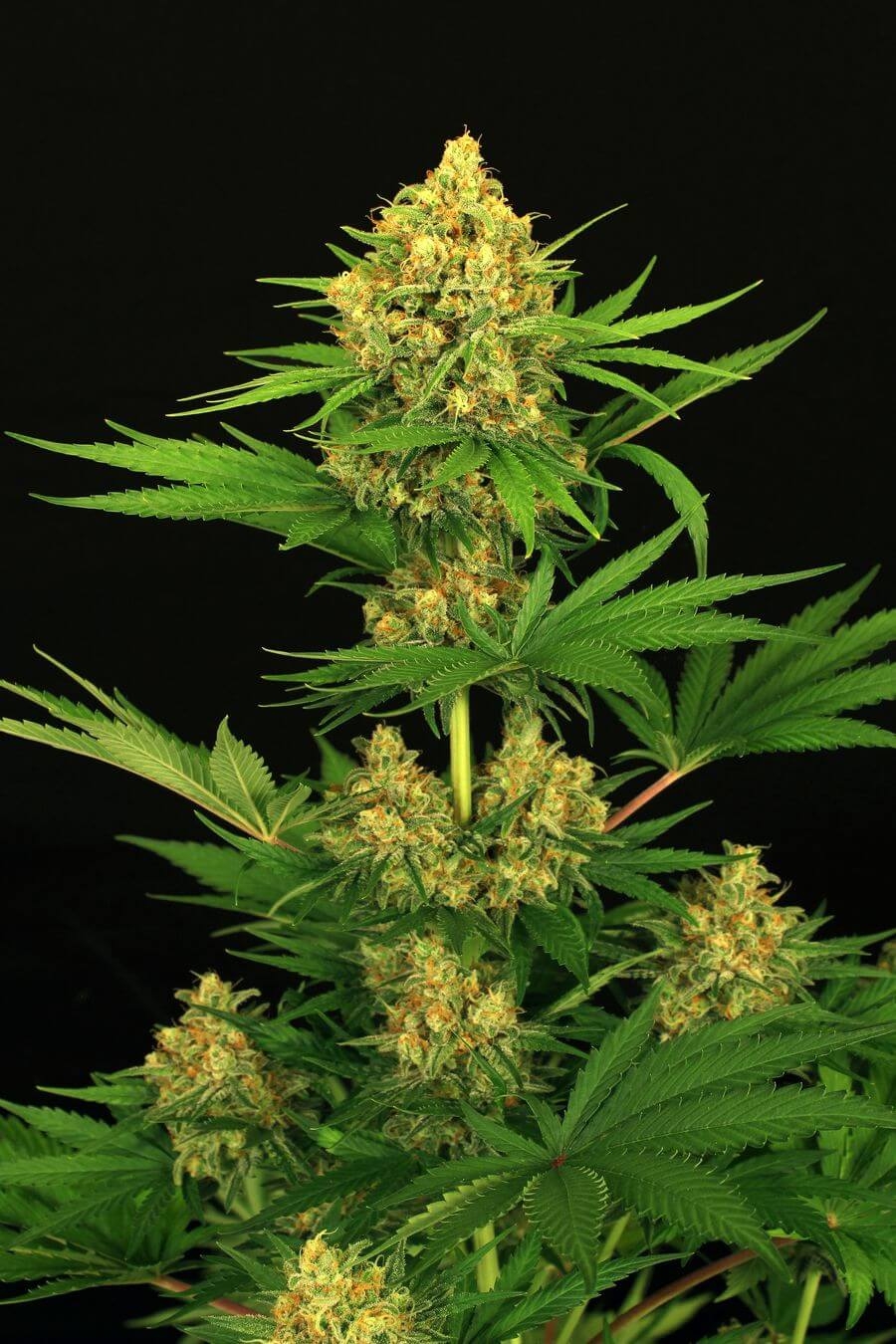 Tangerine Kush Strain Info / Tangerine Kush Weed By Exotic Seed