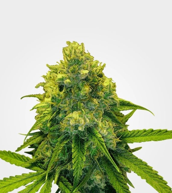 Green Crack Strain Info / Green Crack Weed By MSNL GrowDiaries